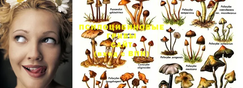 Псилоцибиновые грибы MAGIC MUSHROOMS  Волгореченск 